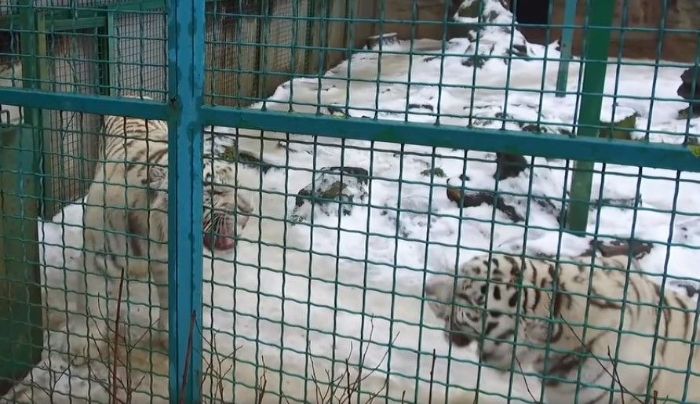 В Харькове появились белые тигры