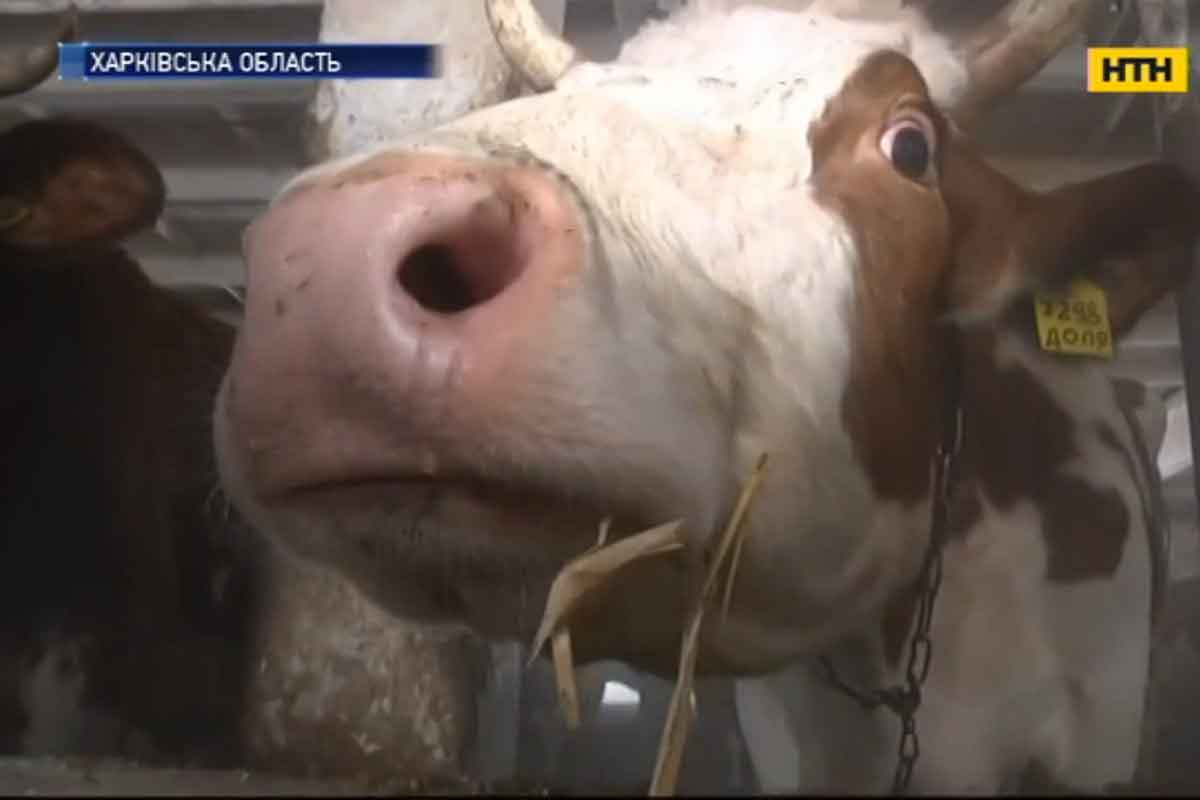 В Харьковской области появилась уникальная корова