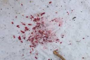 Вулицями Львова сиплять отруту від тварин Вулицями Львова сиплять отруту від тварин