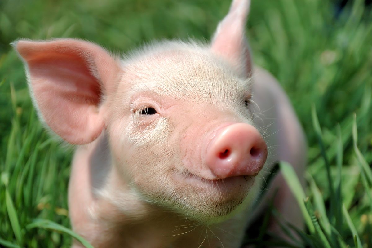 В области - новая вспышка чумы свиней