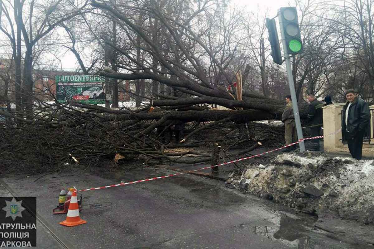 В центре Харькова на дорогу рухнуло большое дерево (фото)