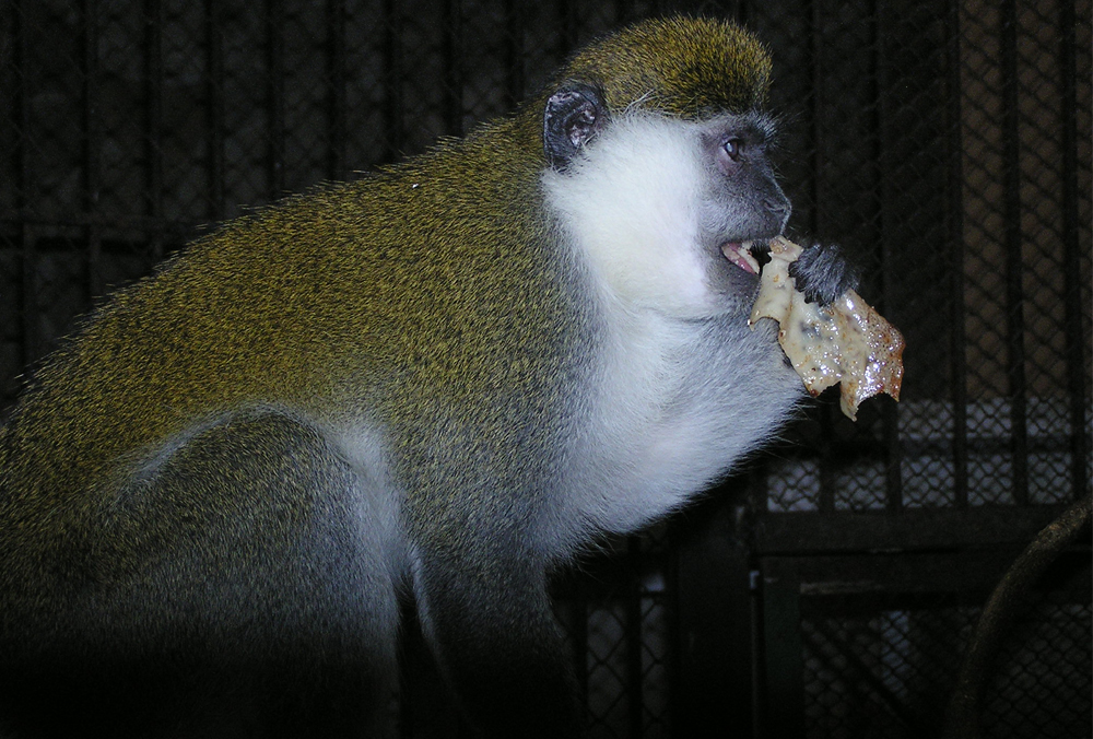 В зоопарке обезьян накормили блинами 