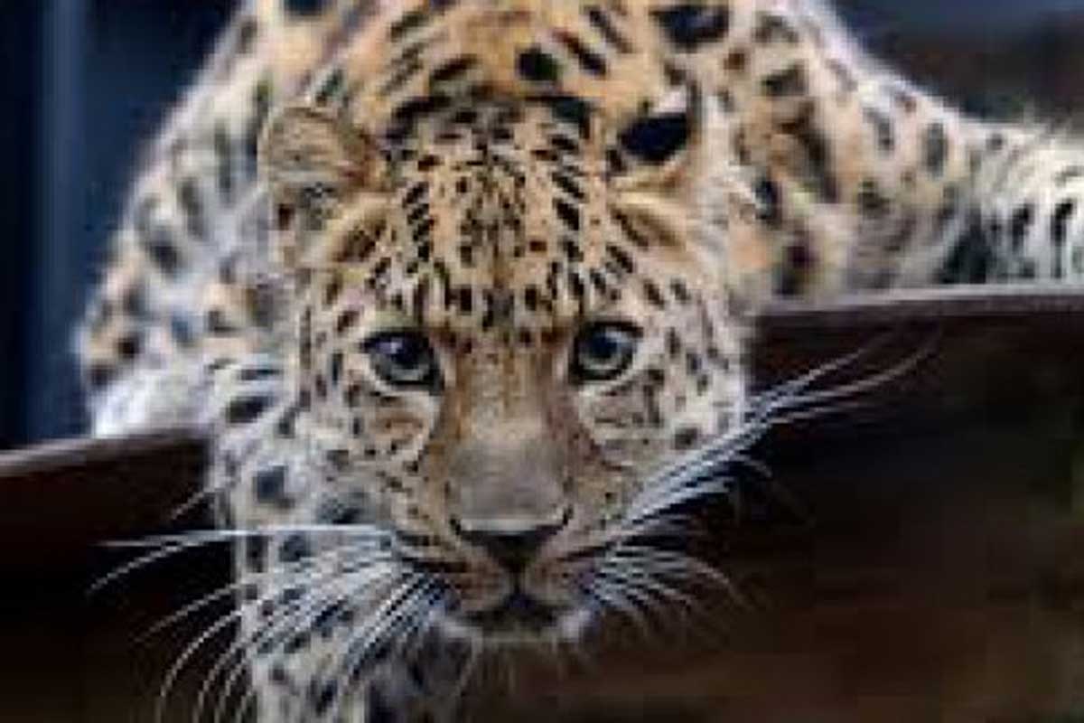 В Харьков привезут самого редкого леопарда