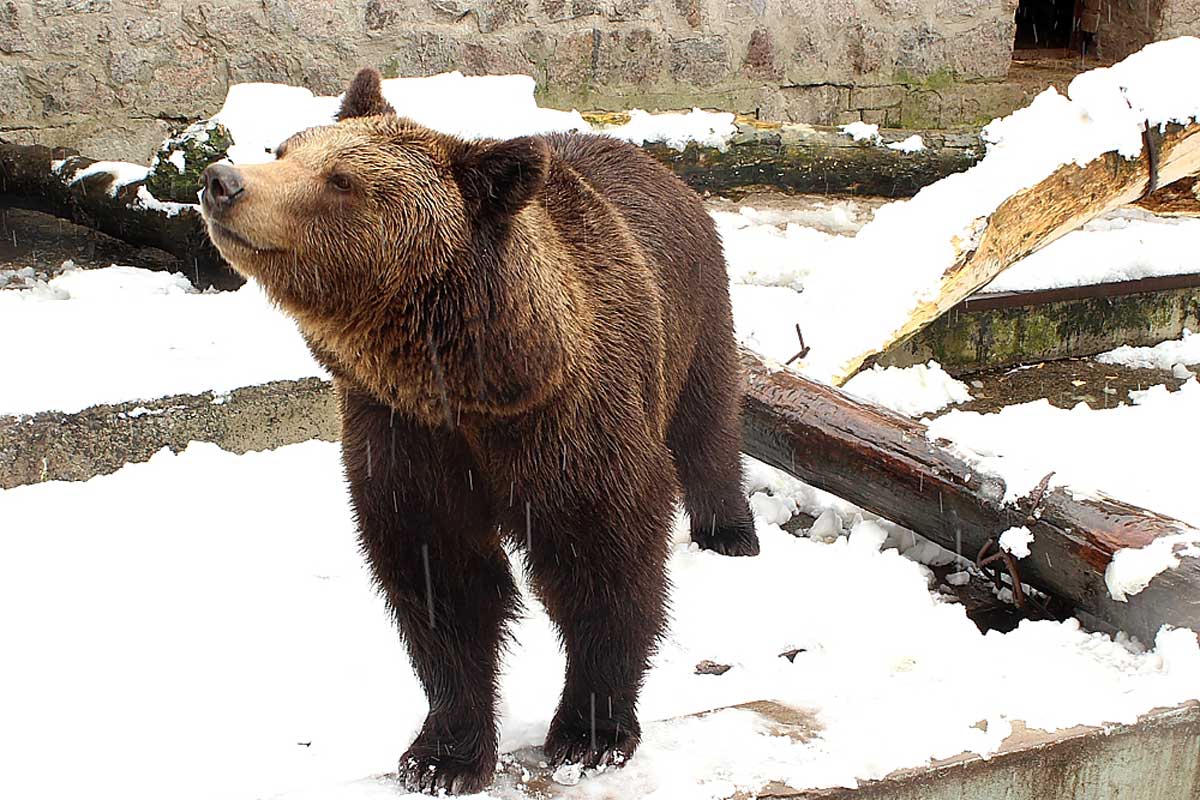 В харьковском зоопарке растерялись медведи