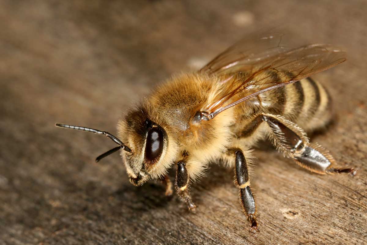На Холодной горе на людей напали пчелы (дополнено)