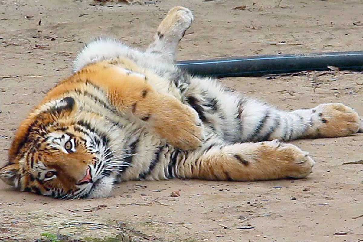 Харьковский тигр Елисей отметил первый день рождения
