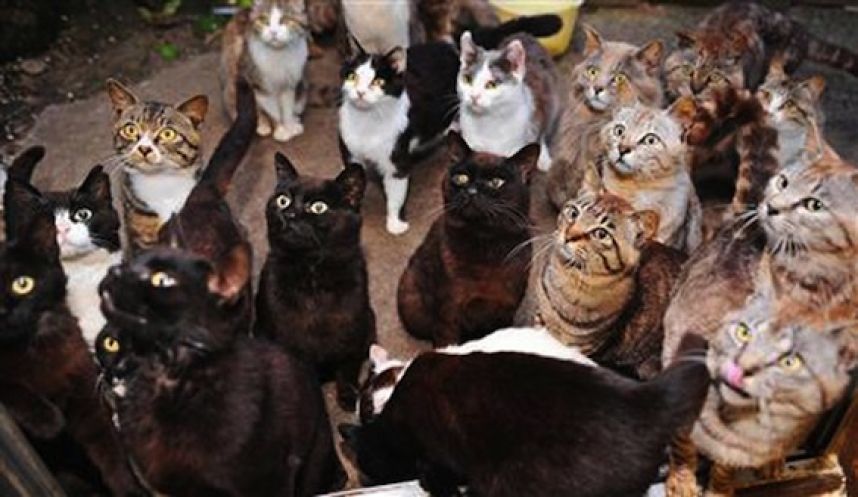 В Омске в личном доме обнаружили обглоданный котами труп пенсионера