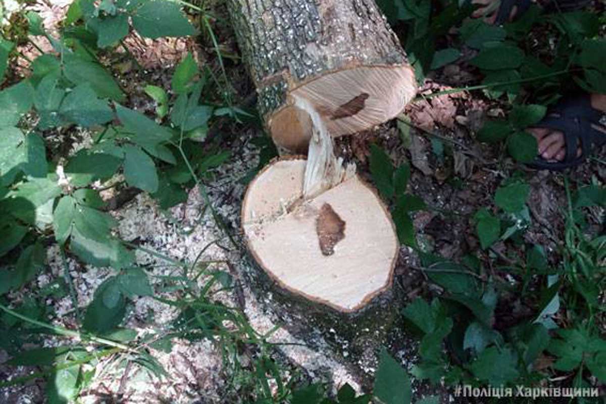 В Гомольшанских национальных лесах поймали дровосека (фото)