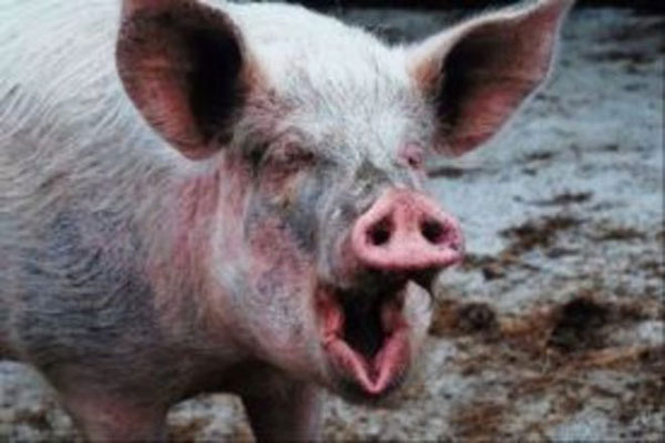 Фермеры, пострадавшие от чумы свиней, получили почти два миллиона