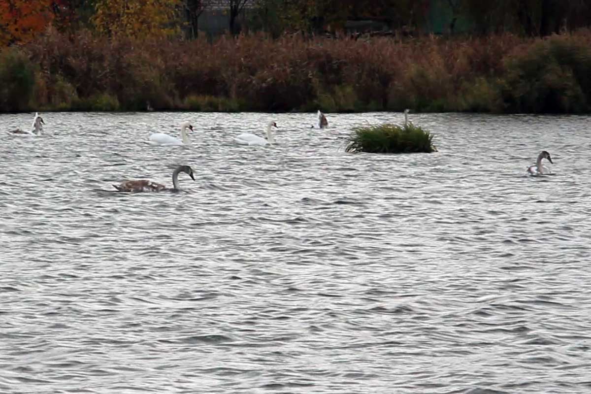 В Харькове поселились дикие лебеди (фото, видео)