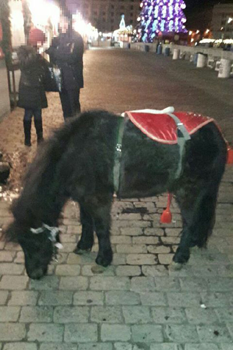 На площади Свободы потерялся пони (фото)