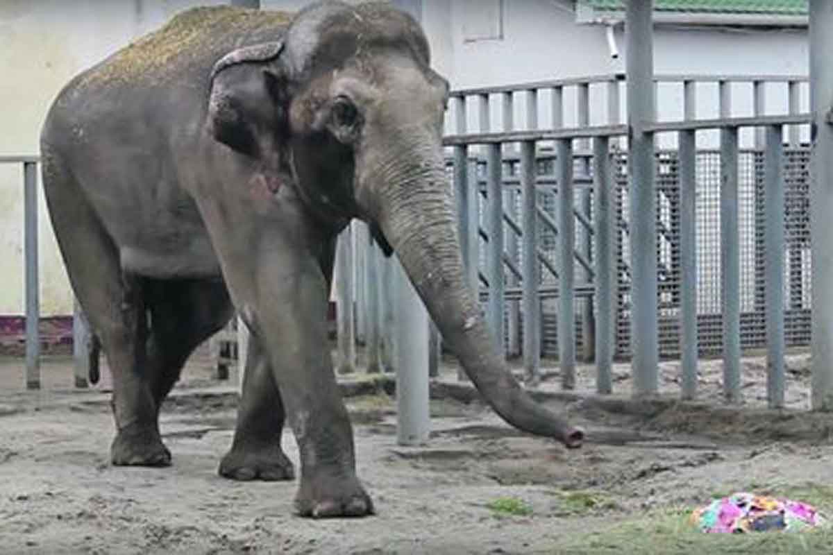 В Харьковском зоопарке слоны бросаются елками (видео)