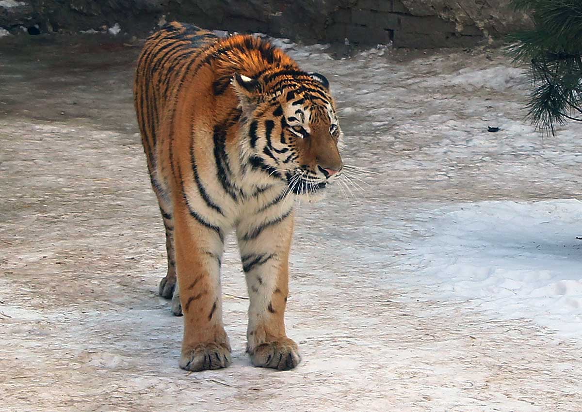 В зоопарке вырастили тигра (видео)