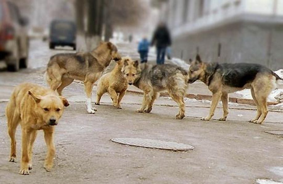 Стая собак держит в страхе жителей микрорайона