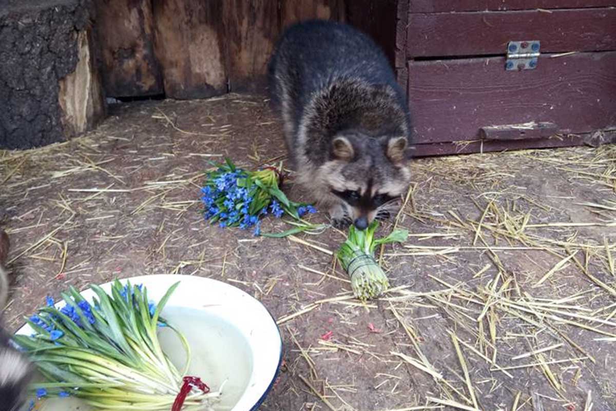 Обитателям зоопарка предложили необычный завтрак (фото)