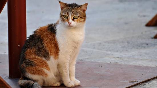 Харьковчане жалуются на бездомных котов
