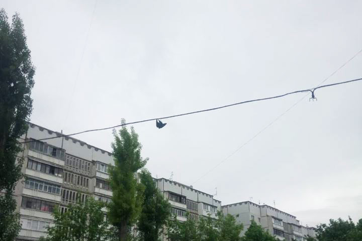 На Салтовке спасли голубя, запутавшегося в проводах (фото)