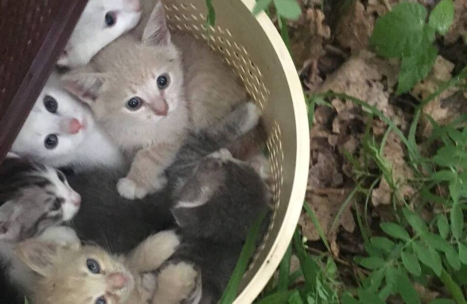 На Алексеевке "коробочники" выбросили 60 котят (фото)
