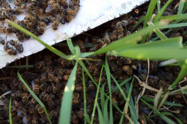 Под Харьковом погибли почти все пчелы