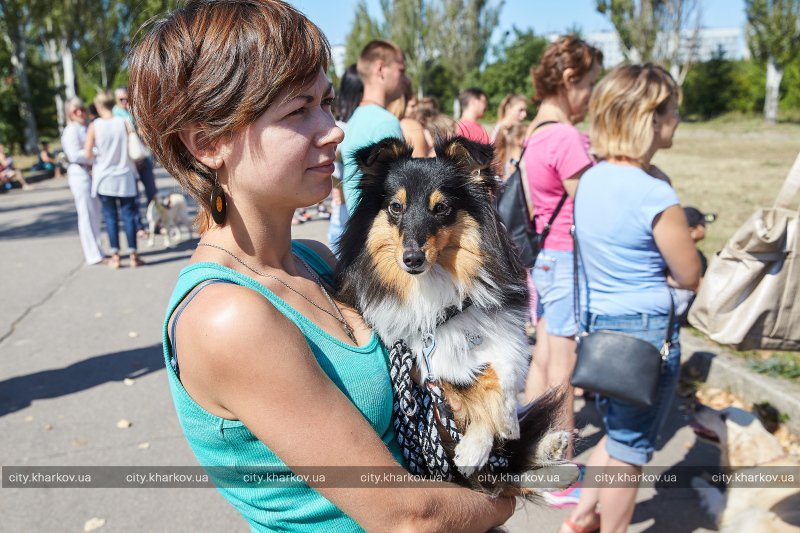 На Салтовке прошла акция помощи бездомным животным (фото)