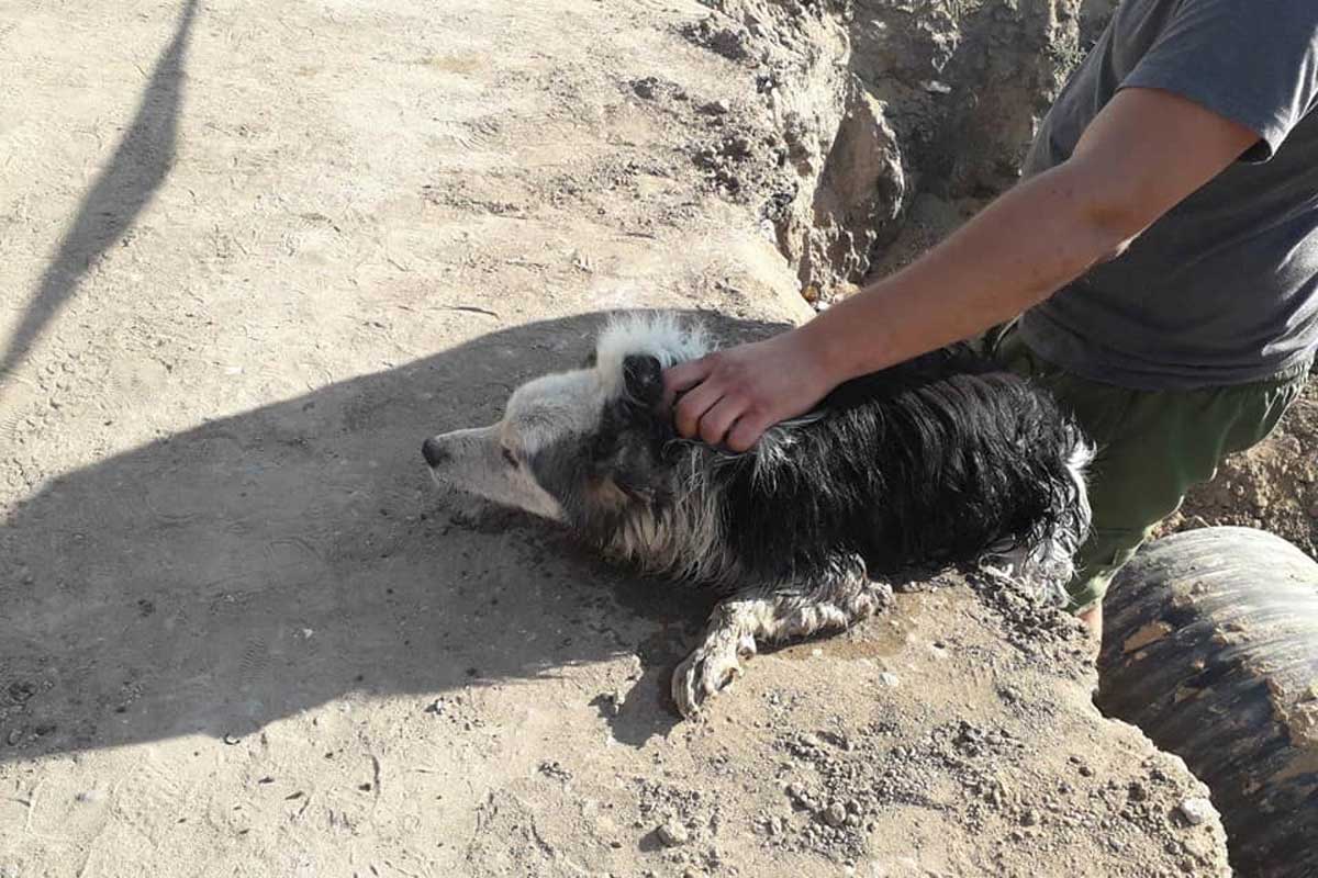В Харькове из глубокой ямы вытащили собаку