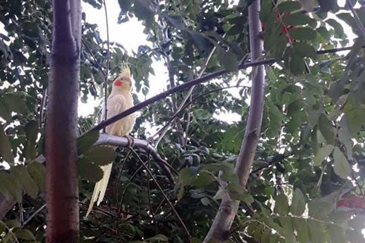 В Харькове прохожие заметили попугая, сидевшего на дереве (фото)