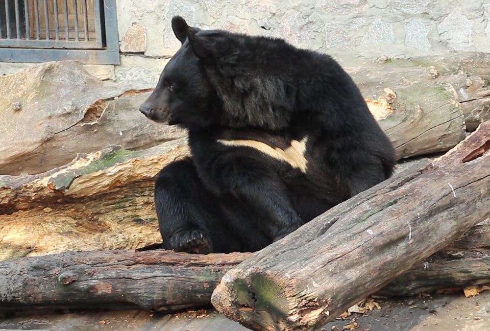 Харьковские медведи готовятся к спячке (фото, видео)