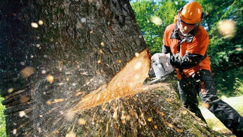 Харьковчане просят не рубить деревья