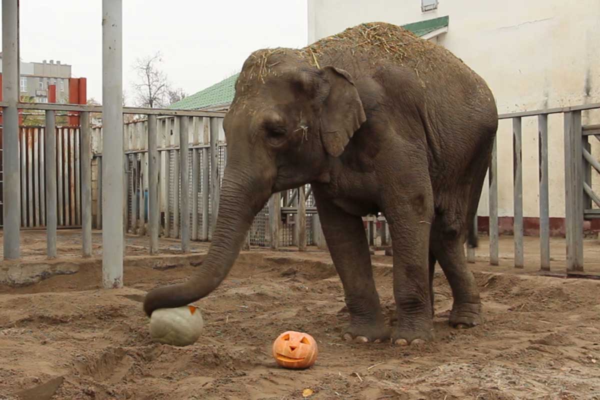 В харьковский зоопарк свозят тыквы Хэллоуина (фото, видео)