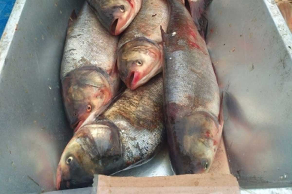 Под Харьковом остановлен незаконный вылов рыбы (фото)