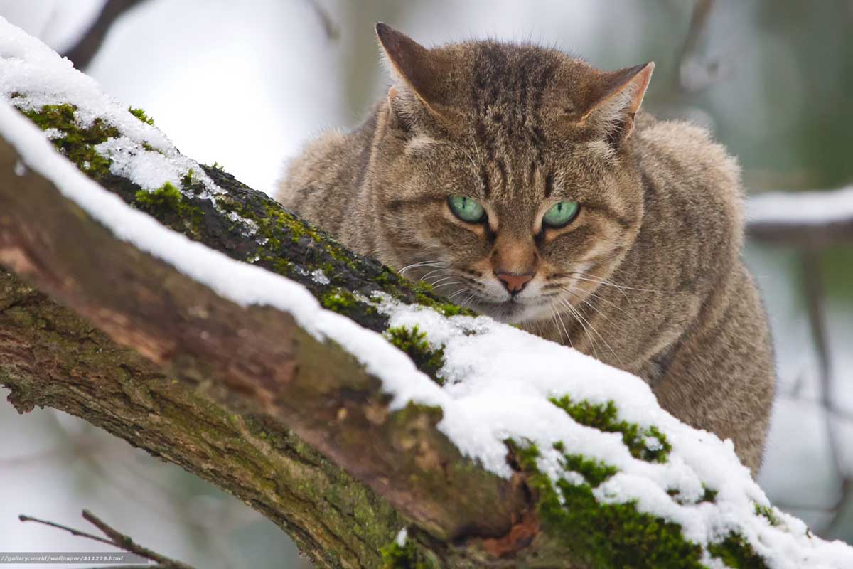 В Харькове спасли кота, просидевшего на дереве два дня (видео)
