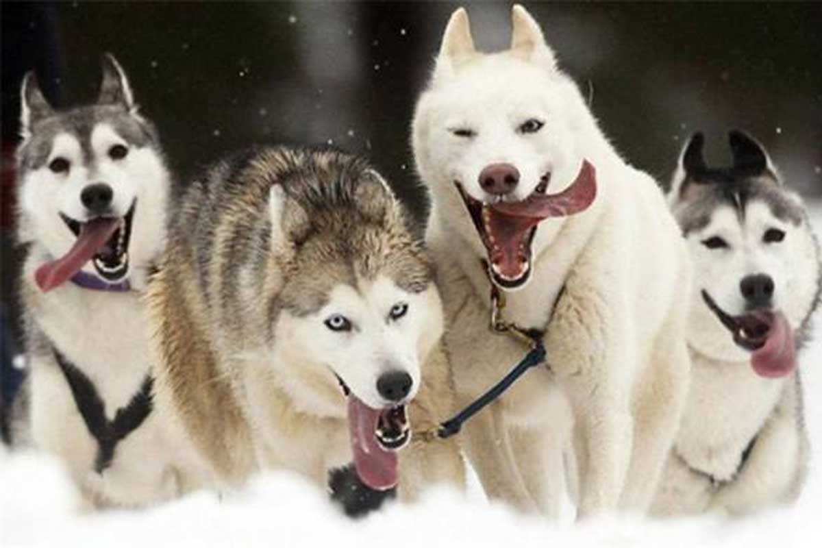 В Харькове пройдут гонки на собачьих упряжках