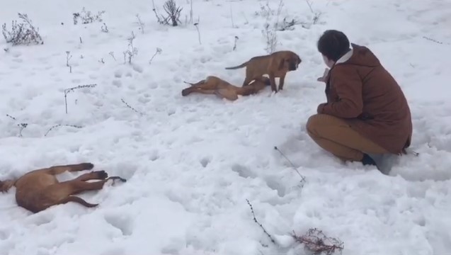 Под Харьковом насмерть замерзли щенки редкой породы (видео)