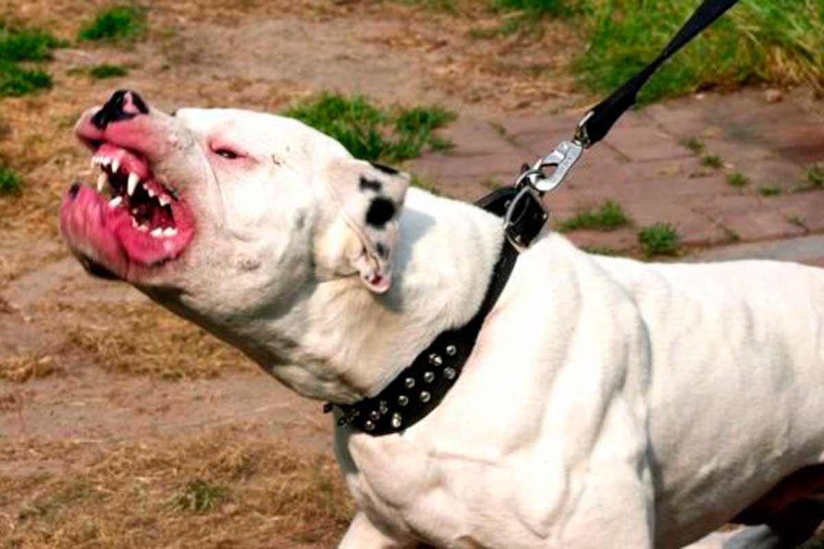 Нападение питбулей на человека: владельцу собак грозит тюрьма