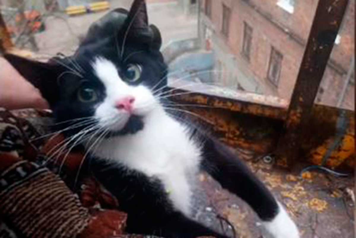 В Харькове спасли кошку, застрявшую на высоте (видео)