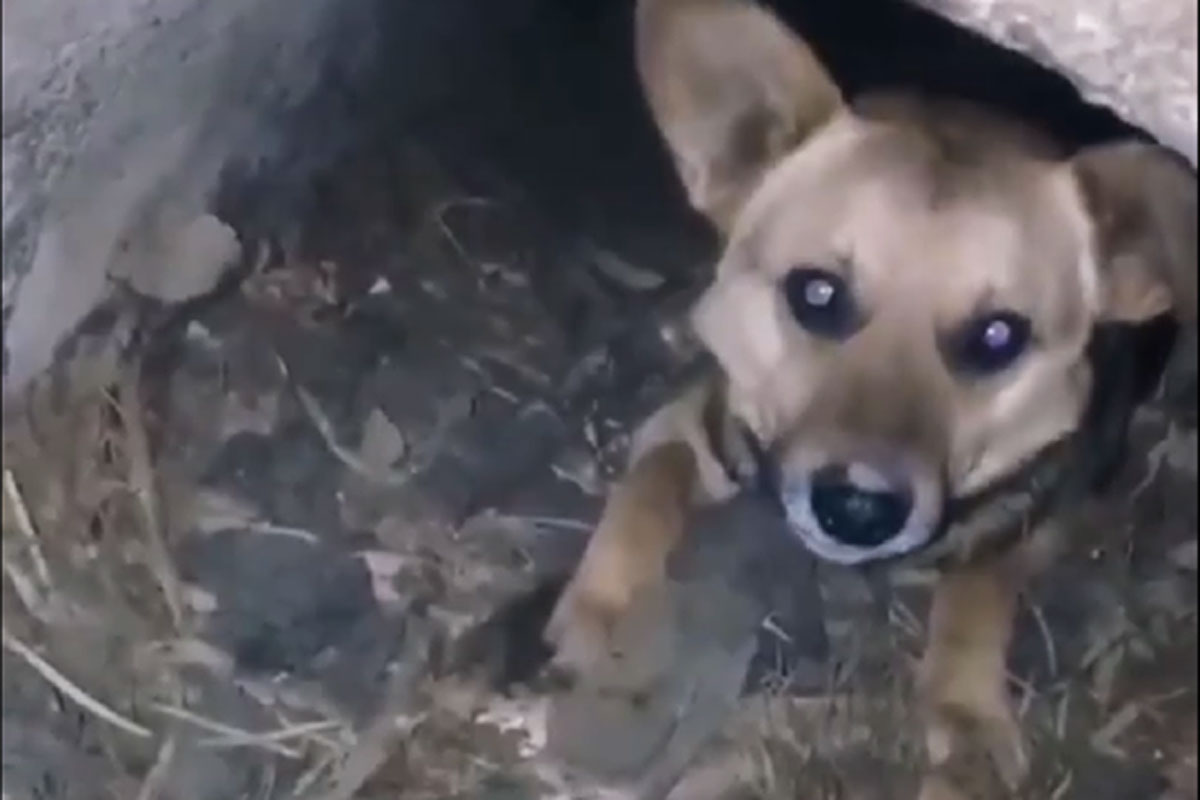 В Харькове собака провалилась в люк (видео)
