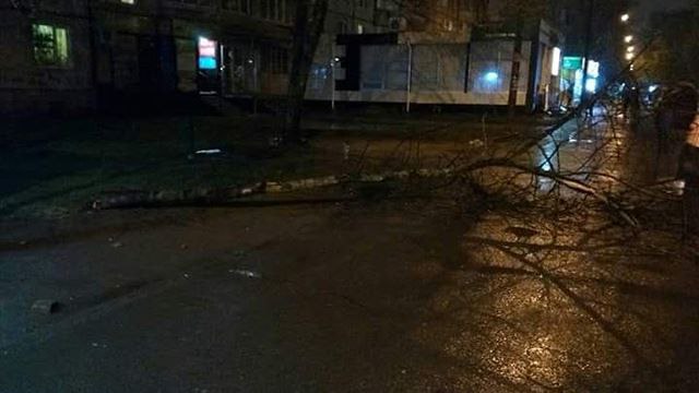 В Харькове дерево рухнуло на тротуар (фото)