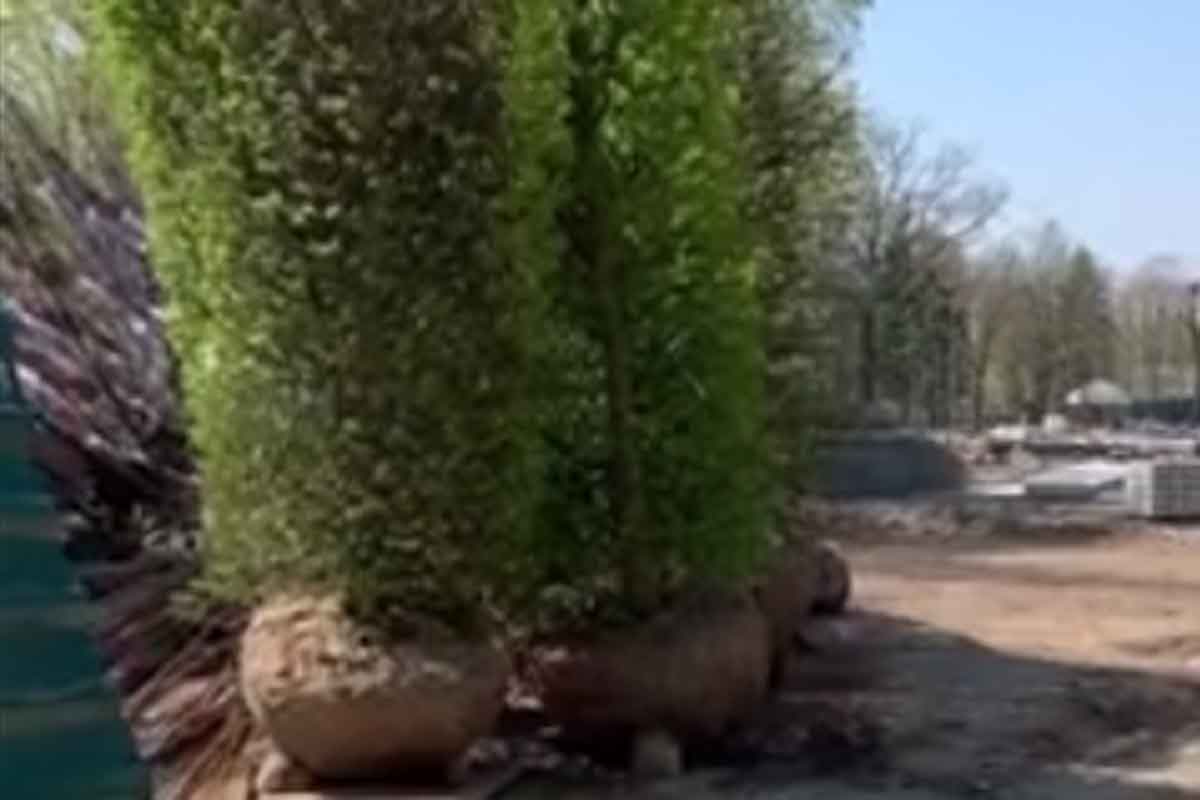 В сети появилось видео реконструкции сада Шевченко