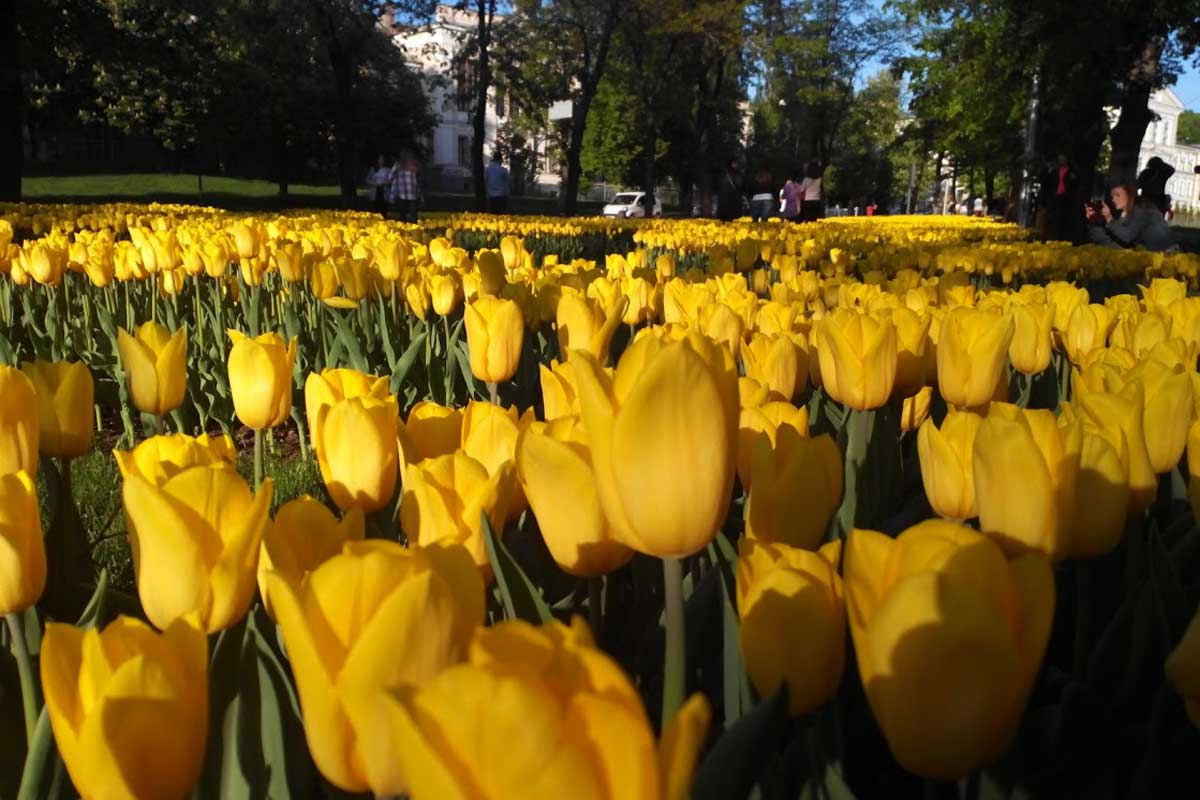 Желтые тюльпаны в Харькове вызвали ажиотаж (фото)