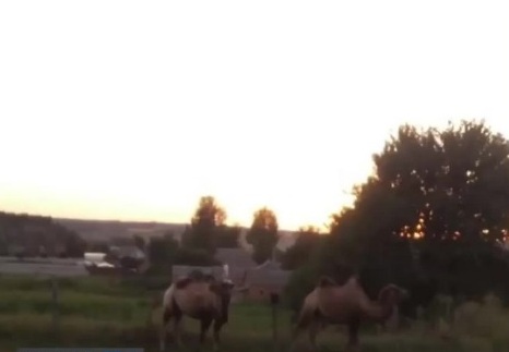 В Харькове около окружной заметили верблюдов (видео)