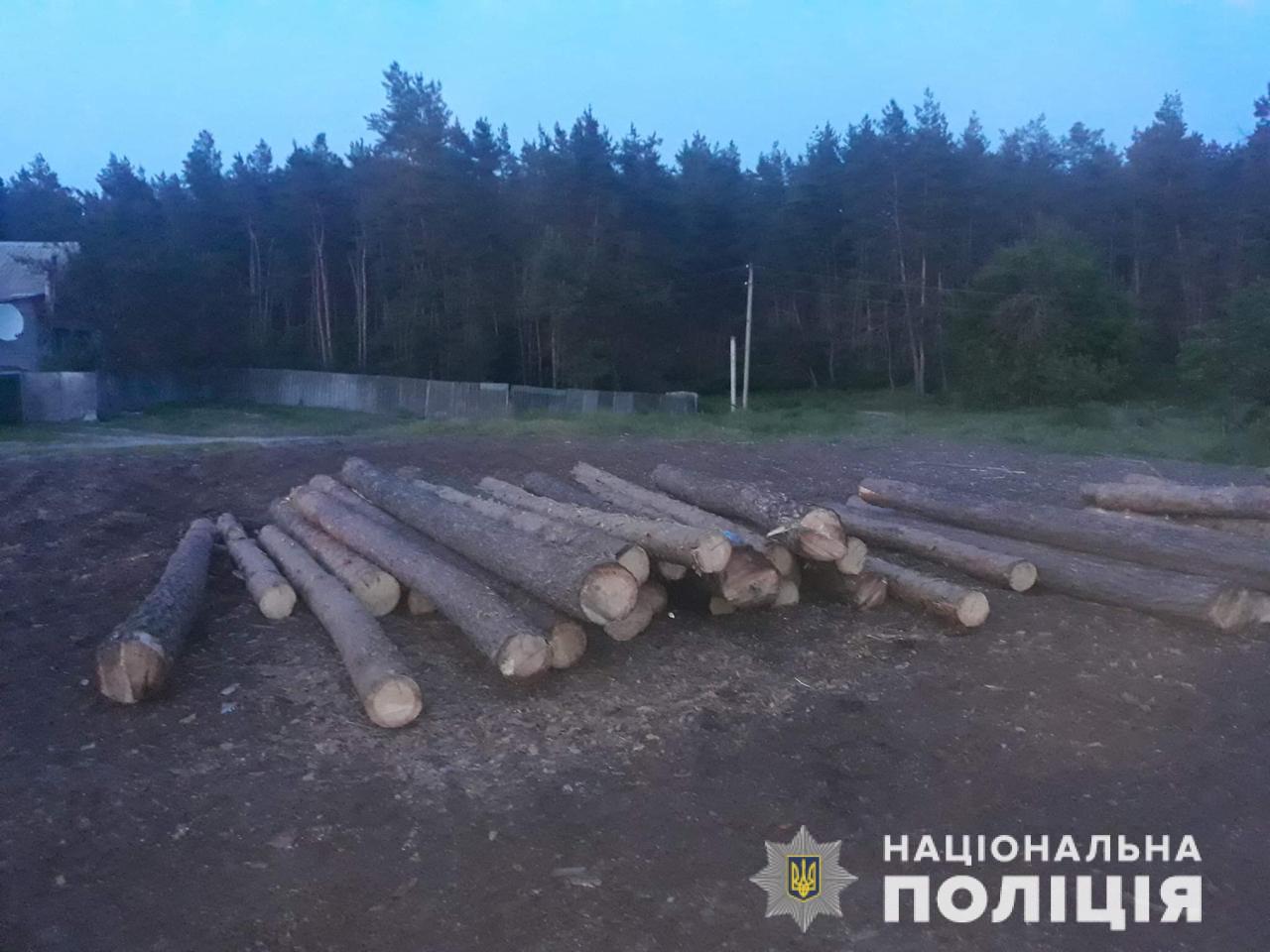 В Харьковской области "черные" лесорубы пойдут под суд