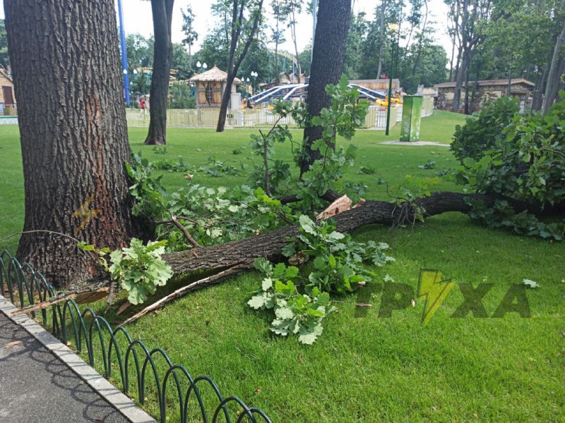 В парке Горького рухнуло дерево (фото)
