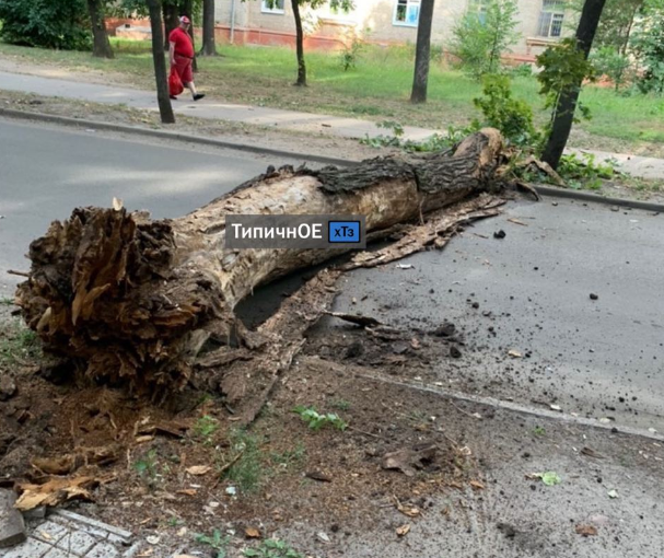 На ХТЗ на дорогу упало дерево (фото)