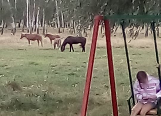 В Мерефе на детской площадке бродят лошади (фото)
