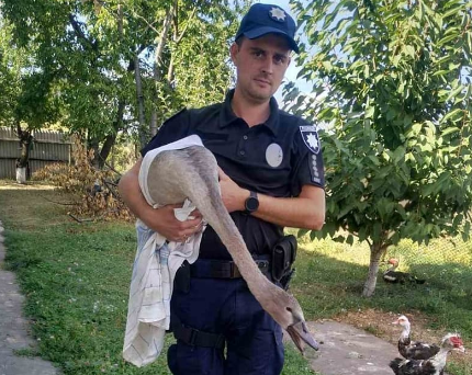 Под Харьковом полицейский спас лебедя от собак