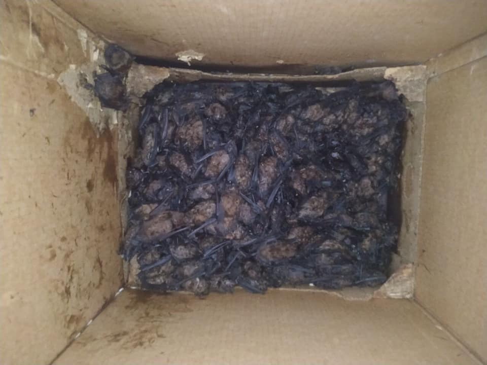 Сложили в коробку слоями: в Харькове погибли почти 500 летучих мышей