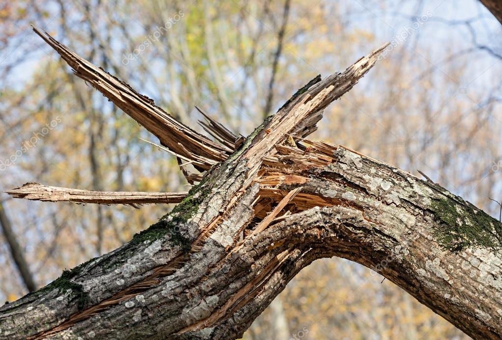 На Салтовке упавшее дерево чуть не убило бабушку (видео)