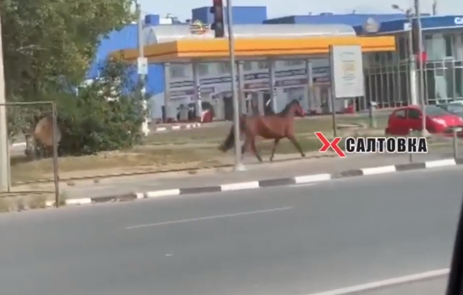 По Салтовке скакала лошадь без седока (видео)