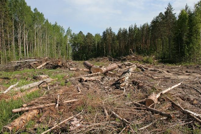 Под Харьковом вырубили лес почти на два миллиона гривен
