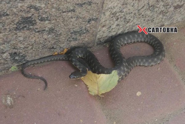 В Харькове на набережной заметили крупную змею (фото)